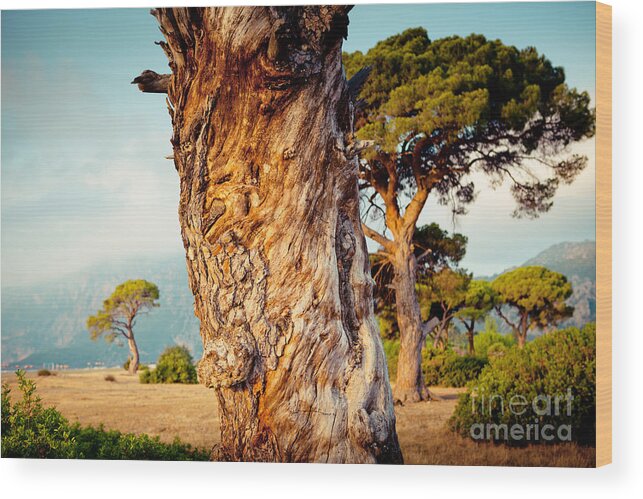 Water Wood Print featuring the photograph Dead Tree and forest by Raimond Klavins