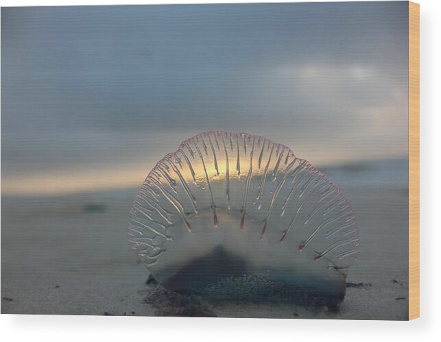 Beach Wood Print featuring the photograph Deadly Beauty by Kenny Christenson