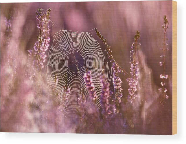 Heather Wood Print featuring the photograph Dear Heather - Heath in Bloom by Roeselien Raimond