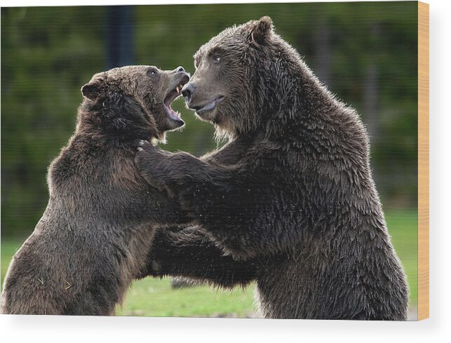 Grizzlies Wood Print featuring the photograph Death Match by Ronnie And Frances Howard