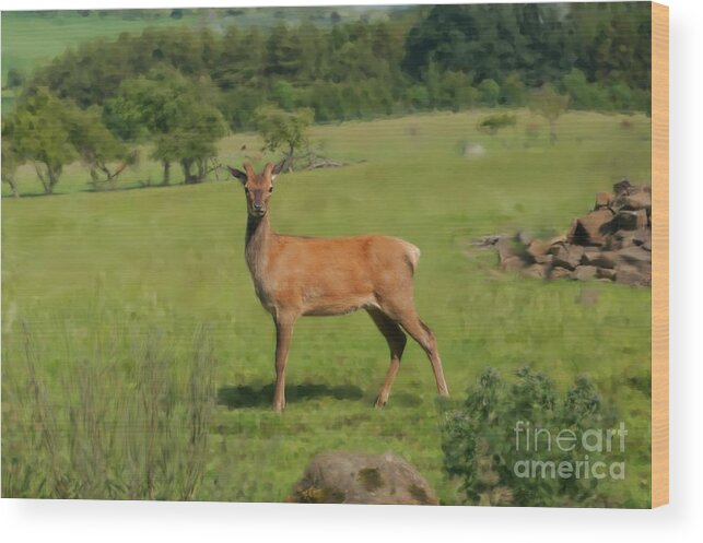 Red Deer Wood Print featuring the photograph Deer calf. by Elena Perelman