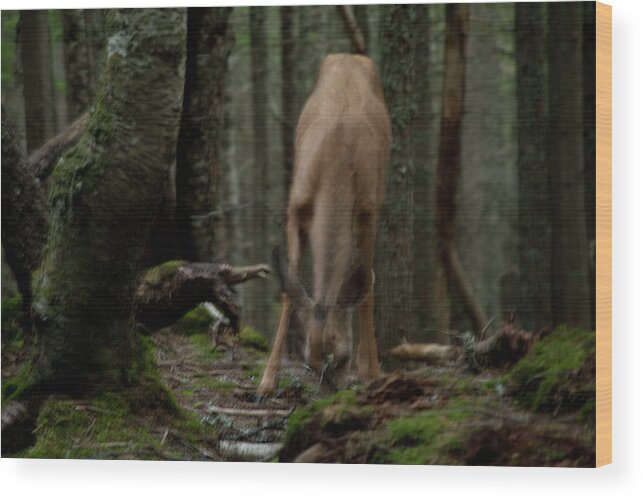 Forest Wood Print featuring the photograph Deer by David Chasey