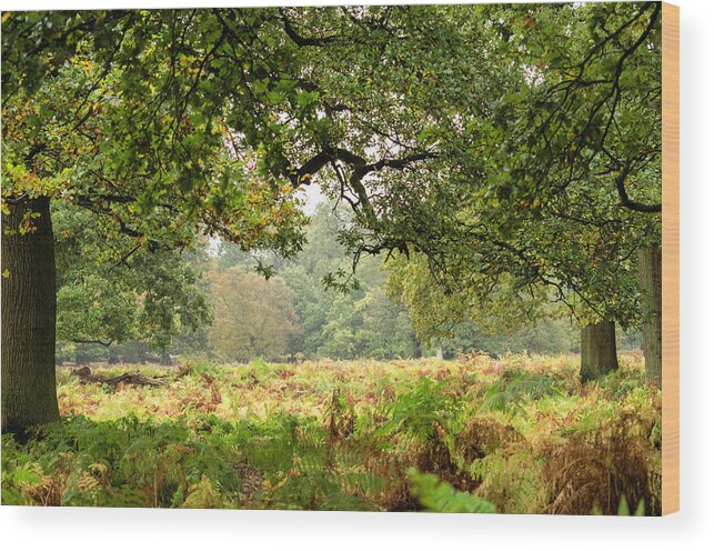 Deer Wood Print featuring the photograph Deer PArk by Spikey Mouse Photography