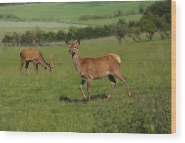 Deer Wood Print featuring the photograph Deers on a hill pasture. by Elena Perelman