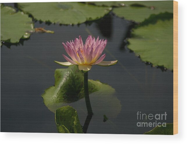 Purple Wood Print featuring the photograph Delicate Purple Lotus Waterlily by Jackie Irwin