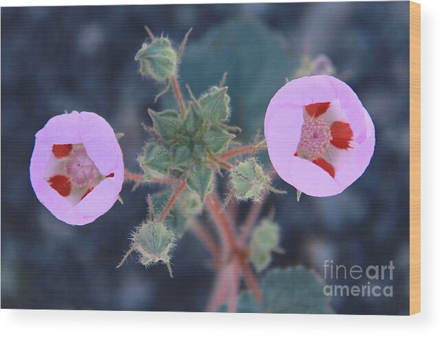 Wild Flowers Wood Print featuring the photograph Desert Five Spot by Suzanne Oesterling