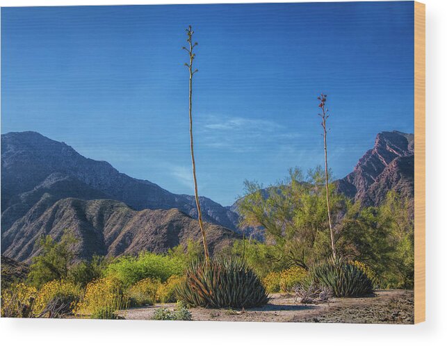 Art Wood Print featuring the photograph Desert Flowers in the Anza-Borrego Desert State Park by Randall Nyhof