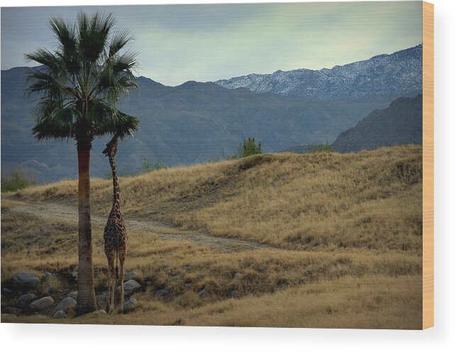Desert Wood Print featuring the photograph Desert Palm Giraffe 001 by Guy Hoffman