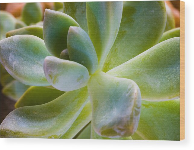 Beautiful Wood Print featuring the photograph Blue Pearl Plant by Raul Rodriguez