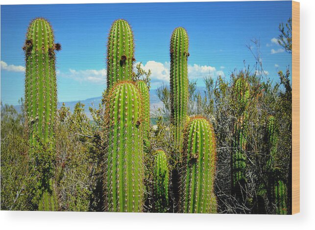Glenn Mccarthy Wood Print featuring the photograph Desert Plants - All In The Family by Glenn McCarthy Art and Photography