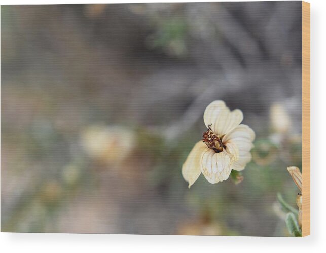 Flower Wood Print featuring the photograph Detail by Melisa Elliott