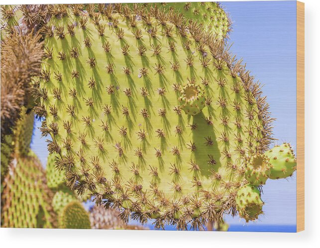 Cactus Wood Print featuring the photograph Detail of cactus in Galapagos by Marek Poplawski