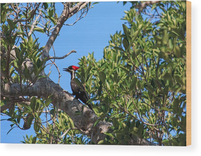 Florida Wood Print featuring the photograph Ding Darling - Pileated WoodPecker Resting by Ronald Reid