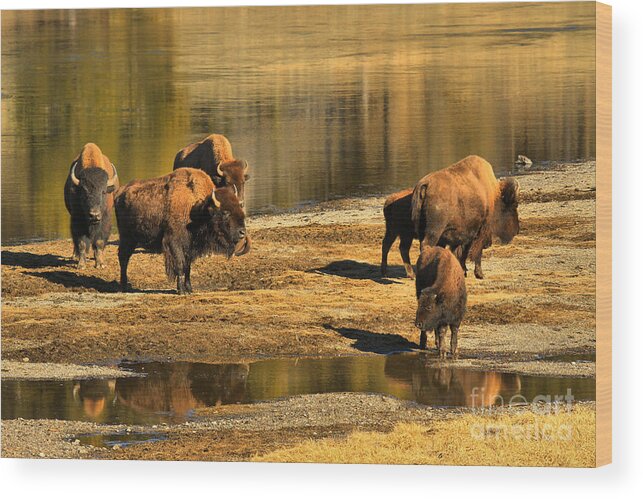 Bison Wood Print featuring the photograph Discussing The River Crossing by Adam Jewell