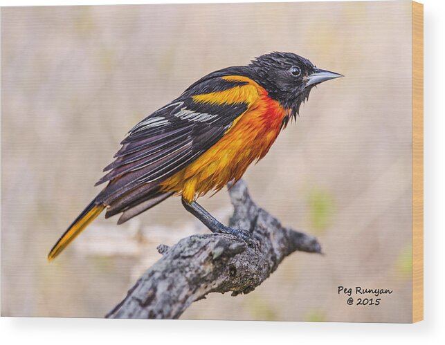 Bird Wood Print featuring the photograph Disgruntled Oriole by Peg Runyan