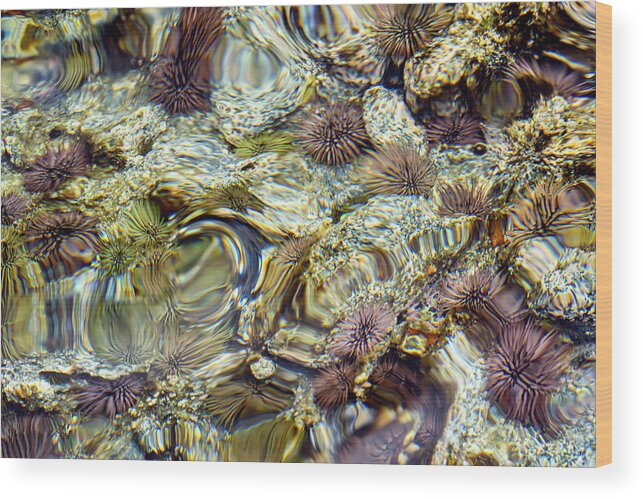 Tide Pool Wood Print featuring the photograph Distorted Tide Pool by Christopher Johnson