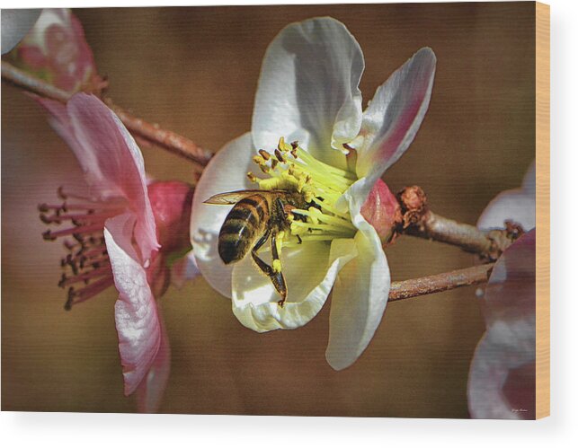 Bee Wood Print featuring the photograph Dive Right In 003 by George Bostian