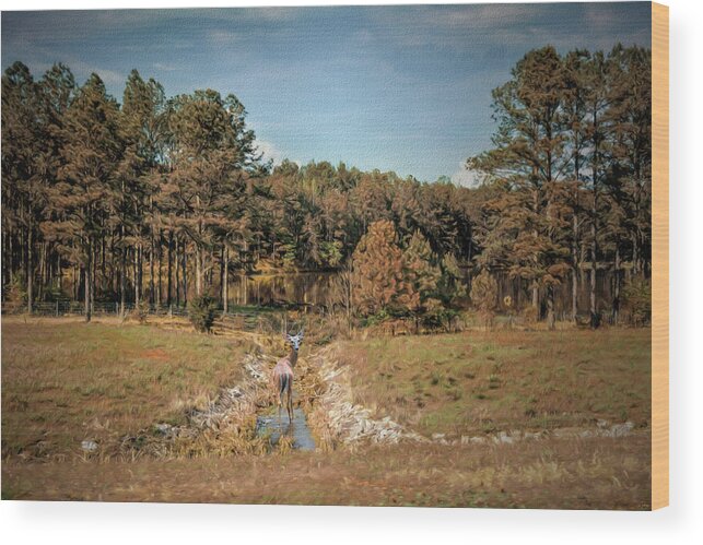 Jai Johnson Wood Print featuring the photograph Doe In Cane Creek by Jai Johnson