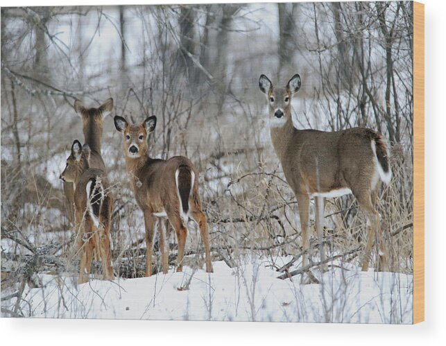 Doe Wood Print featuring the photograph Does and Fawns by Brook Burling
