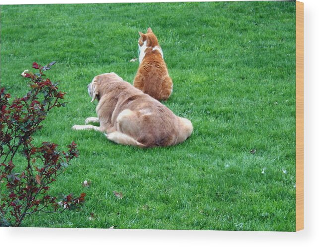 Yellow Lab Wood Print featuring the photograph Dog and Cat Keeping Watch by Valerie Collins