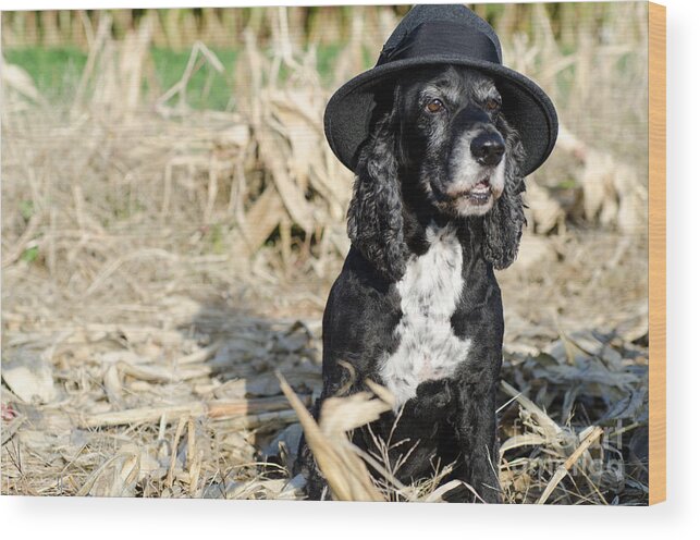 Dog Wood Print featuring the photograph Dog with a hat by Mats Silvan