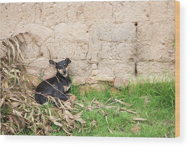 Animals Wood Print featuring the digital art Dogs in Huancas by Carol Ailles