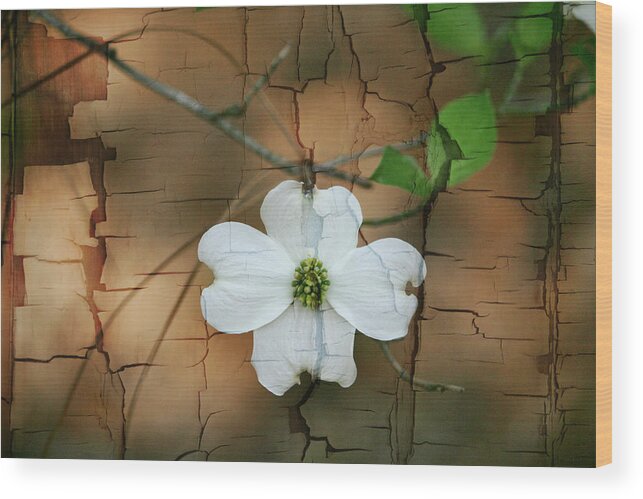 Dogwood Wood Print featuring the photograph Dogwood Bloom by Cathy Harper