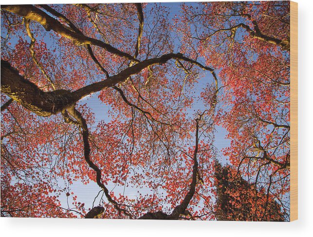 Dogwood Blossoms Wood Print featuring the photograph Dogwood Blossoms by Kunal Mehra