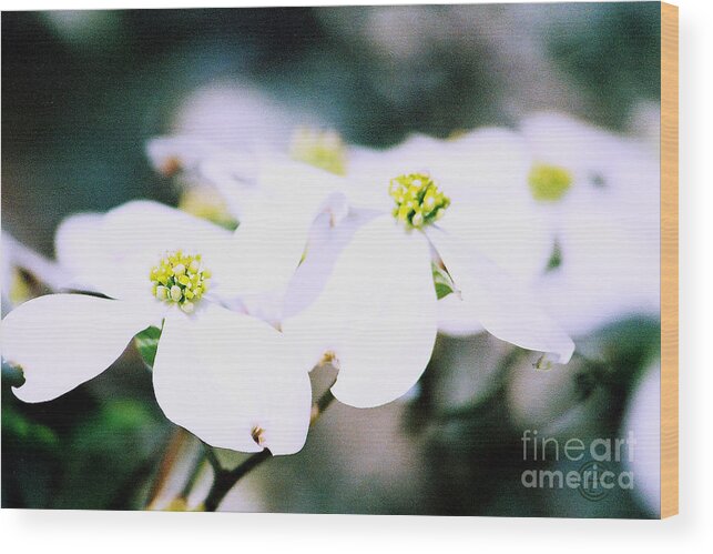 Floral Wood Print featuring the photograph Dogwood Dreams by Helena M Langley