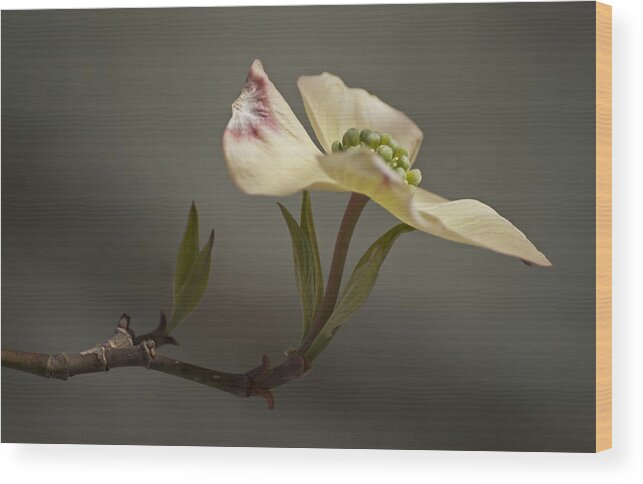 Flower Wood Print featuring the photograph Dogwood by Elsa Santoro