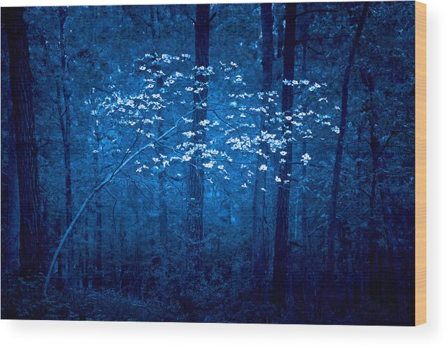 Dogwoods Wood Print featuring the photograph Dogwoods of Texas by Linda Unger