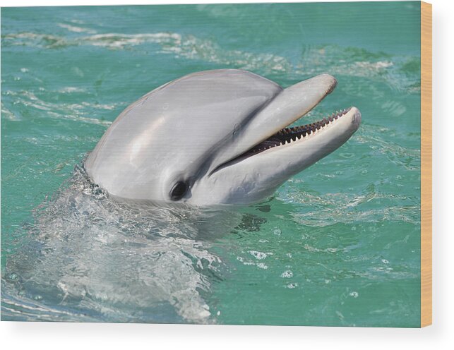 Animal Wood Print featuring the photograph Dolphin Smiling Close Up by Brandon Bourdages