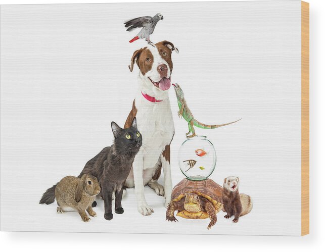 Animal Wood Print featuring the photograph Domestic Pets Group Together With Copy Space by Good Focused