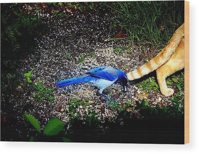 Feline Wood Print featuring the photograph Don't Bother Me by Nick Kloepping
