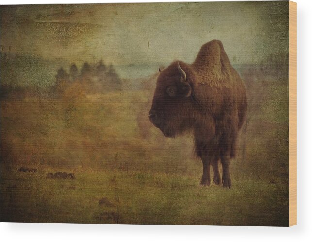 Bison Wood Print featuring the photograph Doo Doo Valley by Trish Tritz