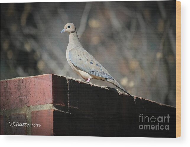 Dove Wood Print featuring the photograph Dove by Veronica Batterson