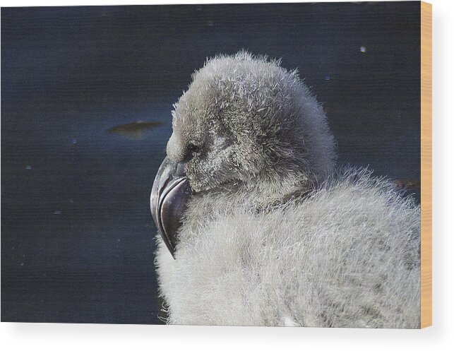 Memphis Wood Print featuring the photograph Downy - Baby Flamingo by DArcy Evans