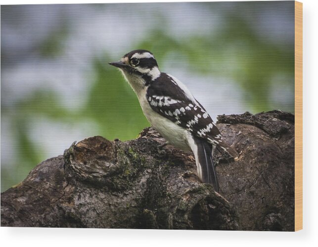 Spring Wood Print featuring the photograph Downy Woodpecker by John Benedict