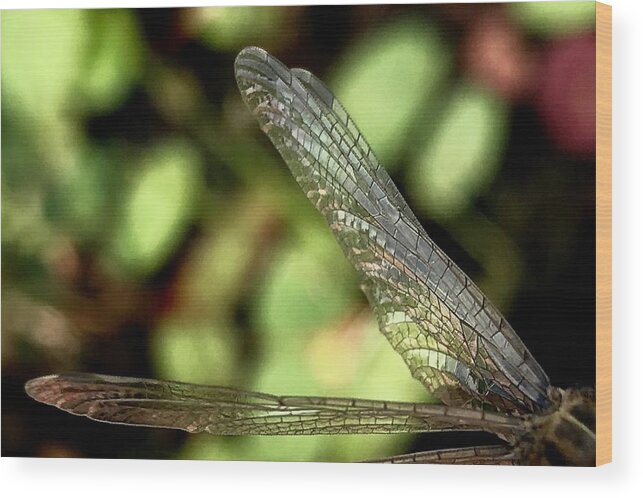 Dragon Fly Wood Print featuring the photograph Dragon Fly Wings by Sarah Lilja