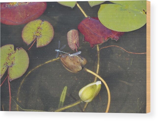 Dragonflies Wood Print featuring the photograph Dragonflies by Heidi Horvath