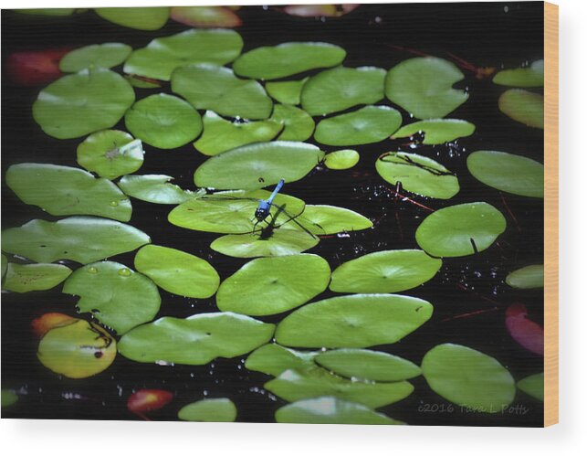 Dragonfly Wood Print featuring the photograph Dragonfly Among the Lily Pads by Tara Potts