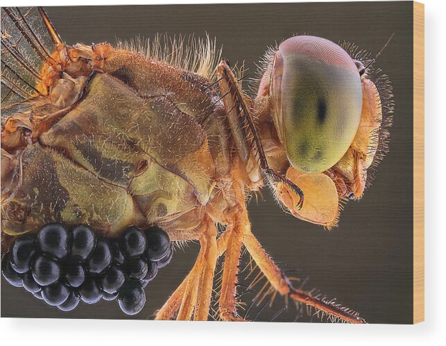 Macro Wood Print featuring the photograph Dragonfly And Parasite by Shikhei Goh