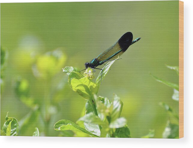 Dragonfly Wood Print featuring the photograph Dragonfly by Glenn Gordon