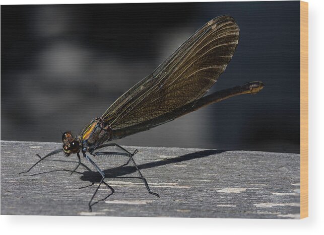 Life Wood Print featuring the photograph Dragonfly by Rainer Kersten