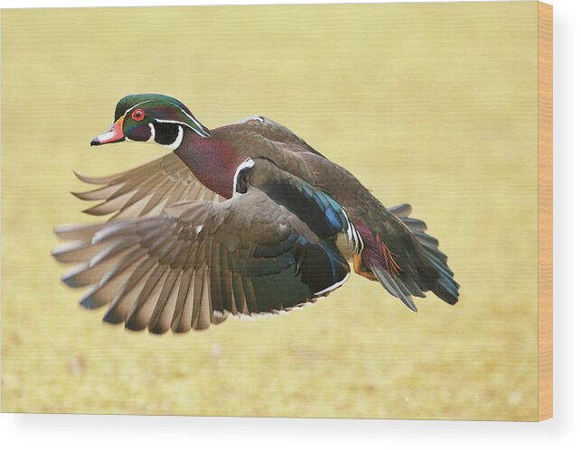 Drake Flying Low Wood Print featuring the photograph Drake flying low by Lynn Hopwood