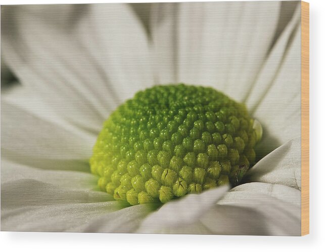 Daisy Wood Print featuring the photograph Dramatic Daisy by Morgan Wright