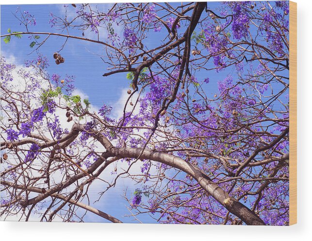 Jacaranda Wood Print featuring the photograph Dream of Spring by AM FineArtPrints