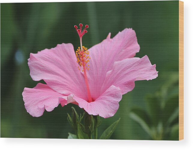 Hibiscus Wood Print featuring the photograph Dreaming of the Tropics by DiDesigns Graphics