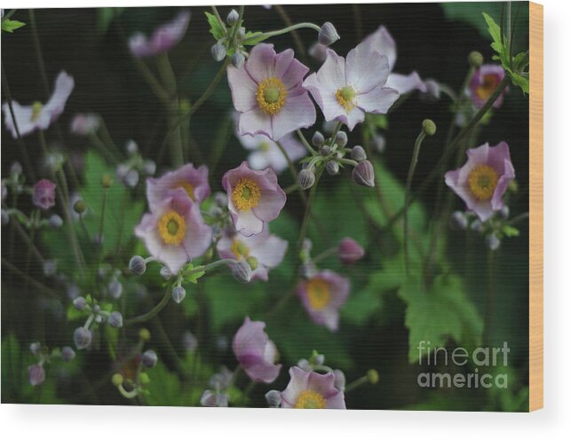 Dreamy Wood Print featuring the photograph Dreamy Japanese Anemone by Perry Rodriguez