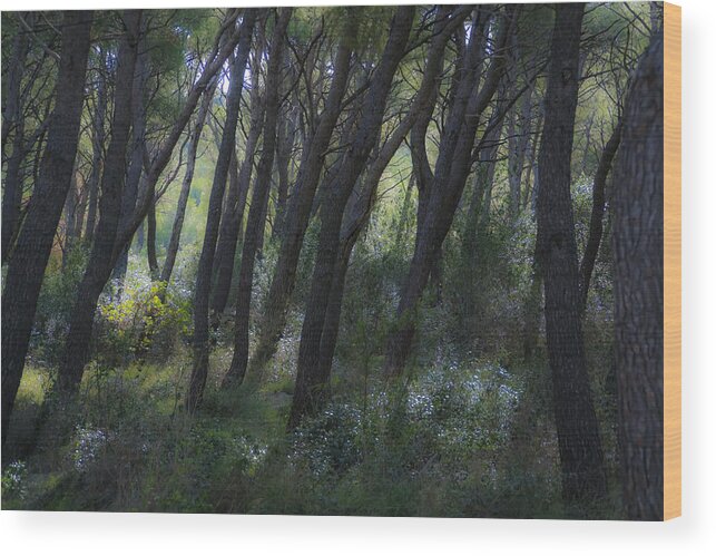 Croatia Wood Print featuring the photograph Dreamy Marjan forest in Croatia by Sven Brogren